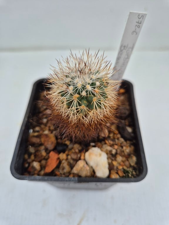 Turbinicarpus beguinii 