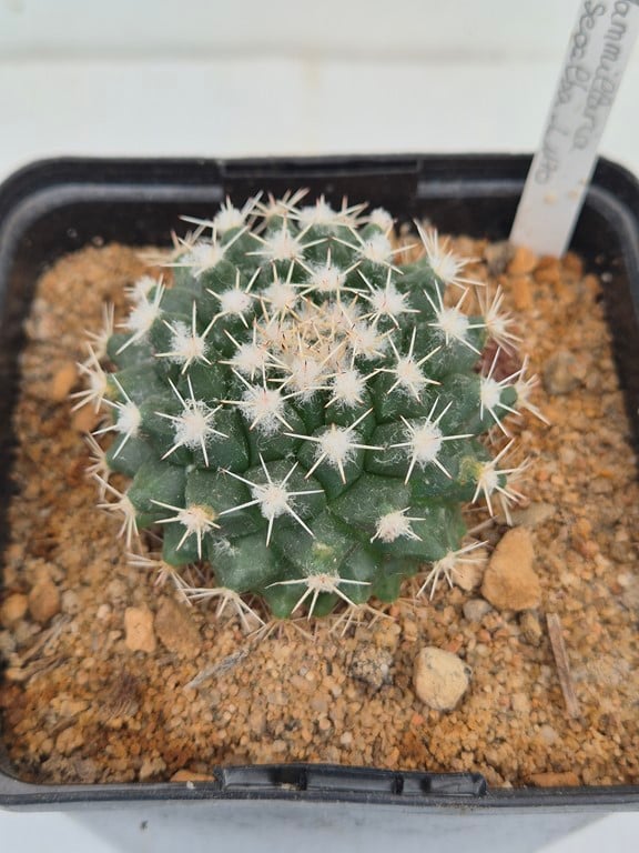 Mammillaria Roseoalba - L 1170