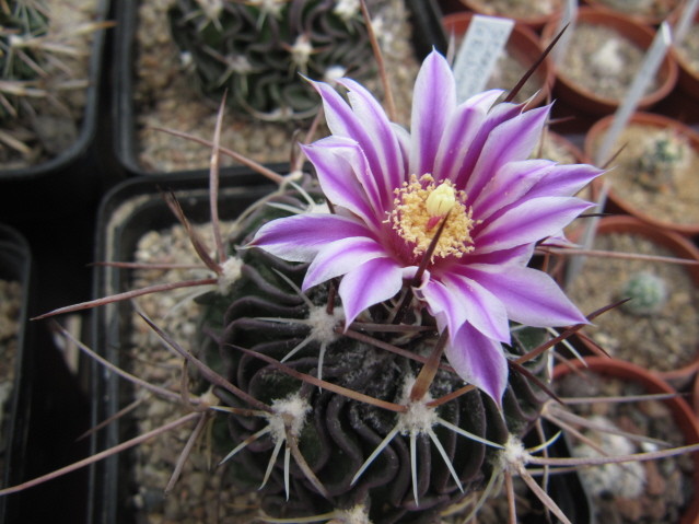 Stenocactus hastatus 