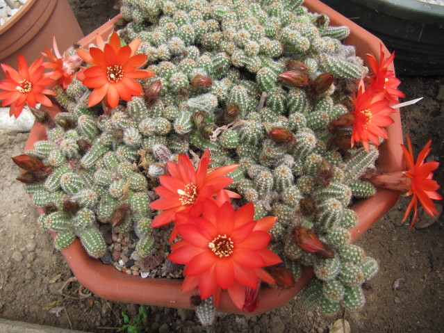 Chamaecereus