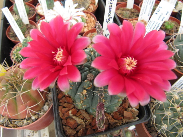 Gymnocalycium baldianum 
