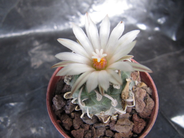 réf:591-1 photo prise le 23-04-2011