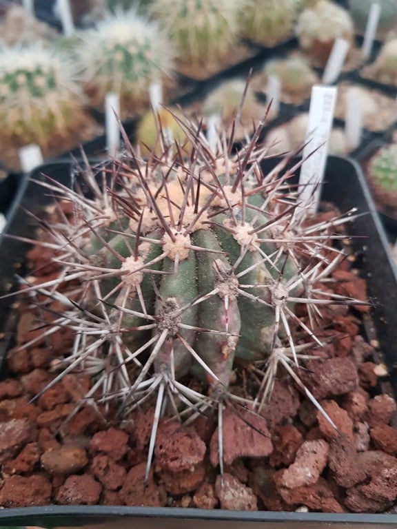 Ferocactus Lindsayi