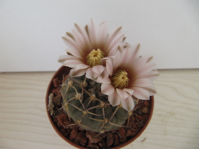 Gymnocalycium stellatum 