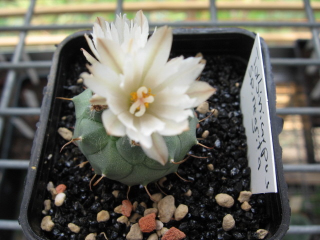 réf:588-1 photo prise le 25-05-2009