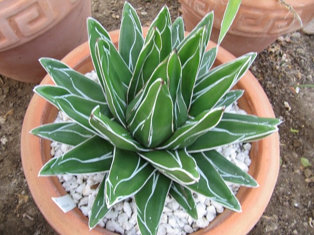 Réf: 2.1 Photo prise le 23-11-2013