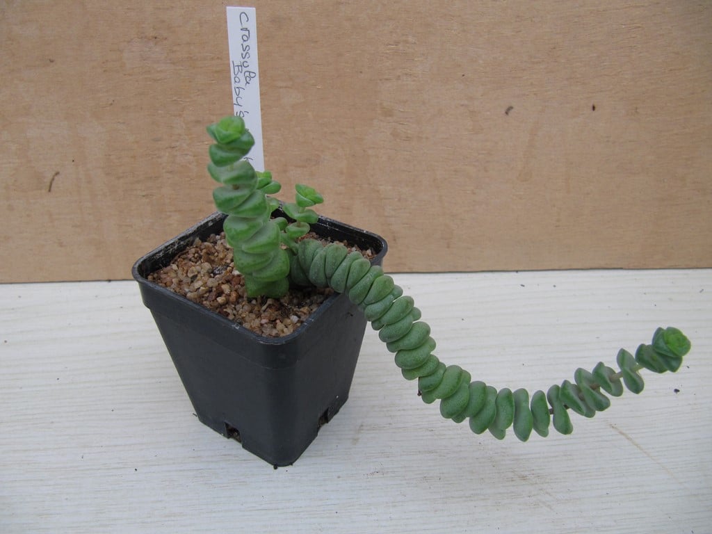 réf: 1501 Crassula Baby's Necklace