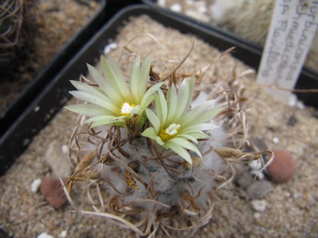 réf:590-1 photo prise le 06-06-2015