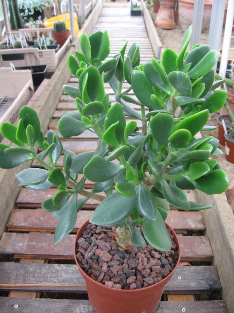 réf:1530-2 Photo prise le 11-10-2009