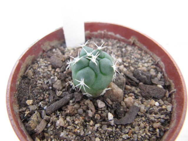 réf:582-1 photo prise le 13-10-2012 (semis année 2010)