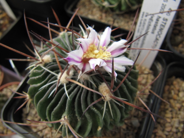 Stenocactus hastatus 