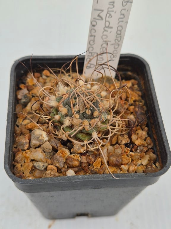 Turbinicarpus schmiedickeanus ssp, macrochele