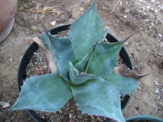 réf: 5-1  Photo prise le 23-11-2013