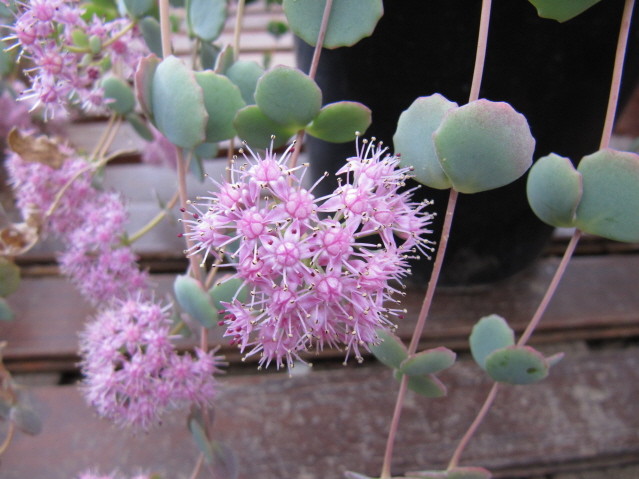 réf:1571 Sedum Sieboldii