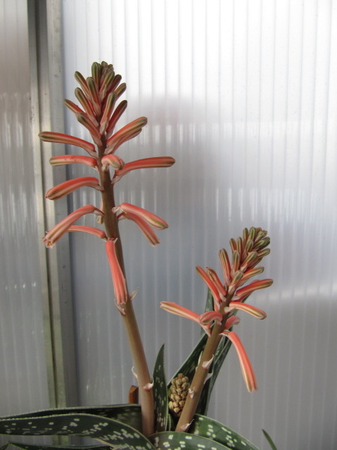 réf:1710-1 photo prise le 17-03-2013