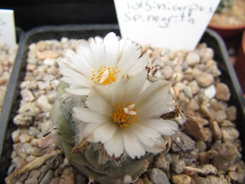 réf:588-1 photo prise le 01-06-2013