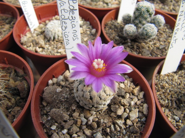 Turbinicarpus valdezianus 