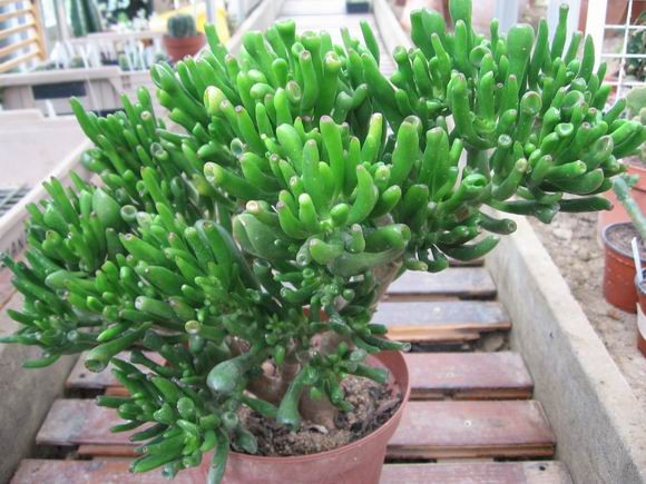 réf:1531-3 Photo prise le 11-10-2009