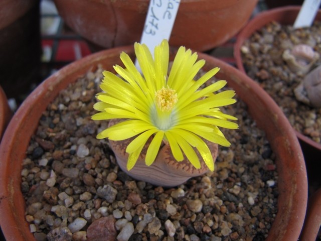 réf:21-1 Lithops Aucampiae 'Kuruman form' C173