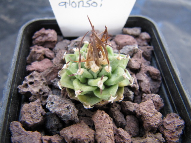 Turbinicarpus Alonsoi