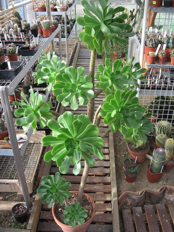 réf:1585 Aeonium Arboreum