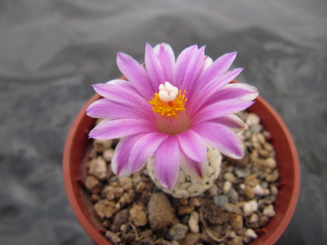 Turbinicarpus valdezianus 