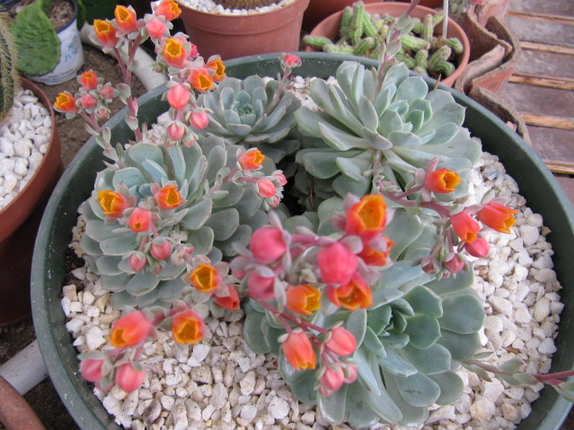 réf:1540 Echeveria laui