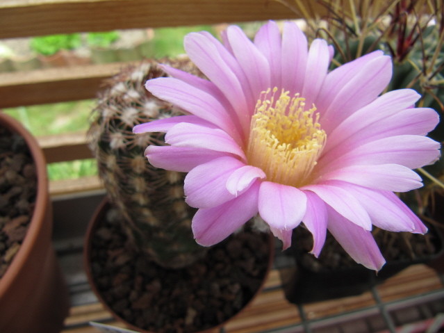 Echinocereus Adutus 