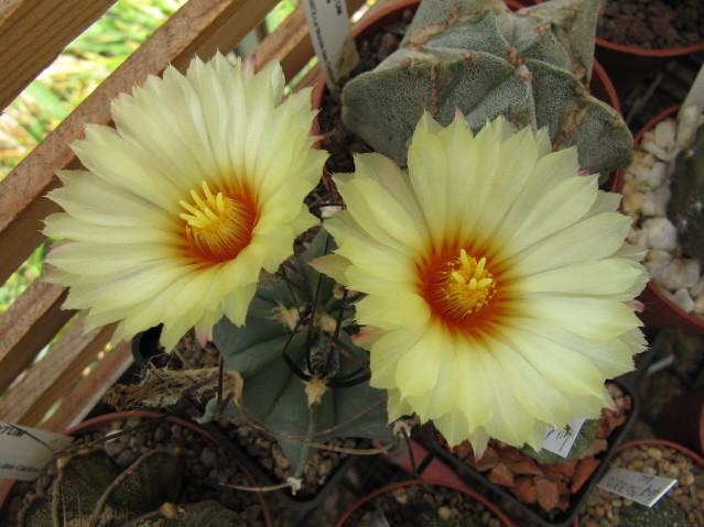Astrophytum Capricorne var. crassispinum 