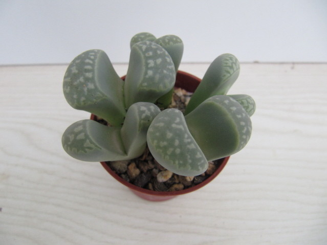 réf:34-1 photo prise le 03-03-2012