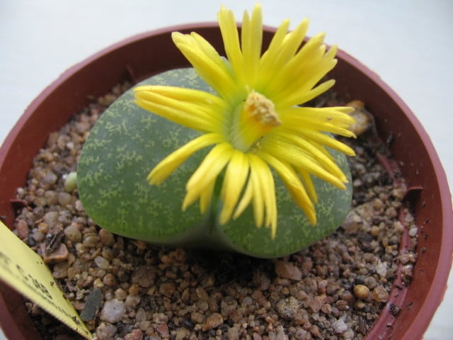 réf:23-1  Lithops Lesliei albinigold C36B