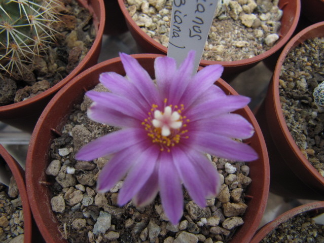 réf597-1 photo prise le 08-04-2013