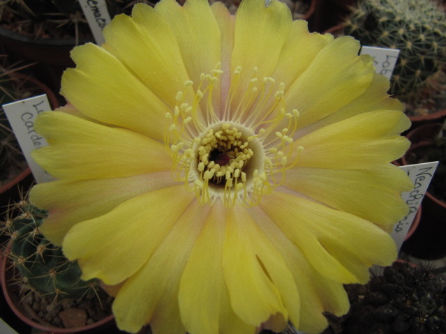 Lobivia Haematantha v, amblayensis 