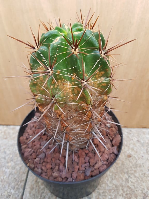 Ferocactus Robustus