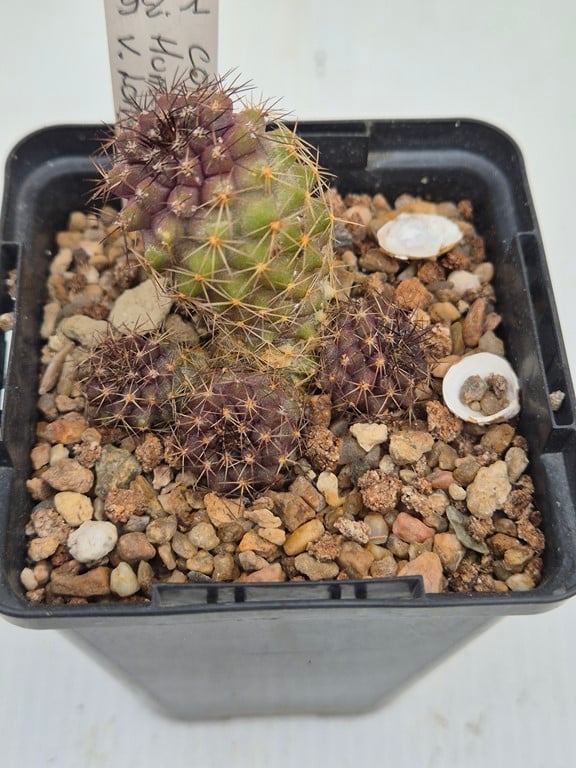 Copiapoa Humilis v. longispina