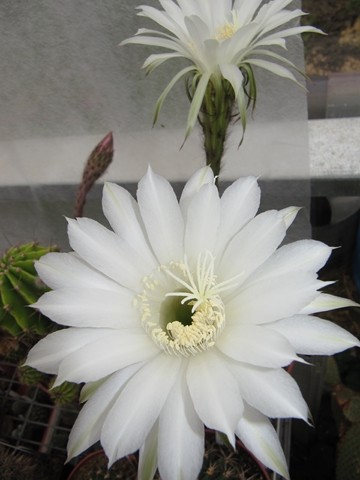 Echinoipsis Eyriesii 