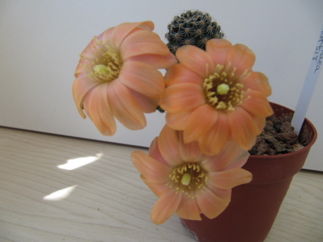 Rebutia Pygmaea vihangei RH 518