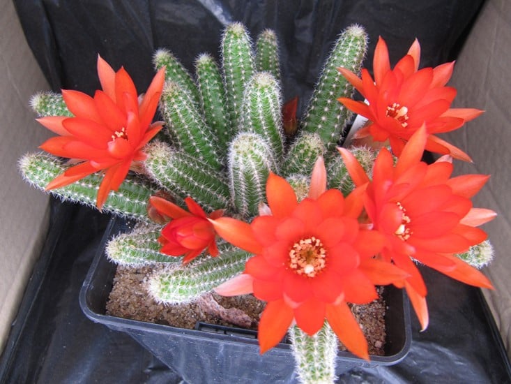 réf:90-1 photo prise le 30-05-2017