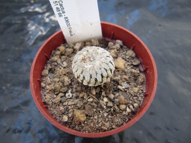 réf:589-1 photo prise le 23-10-2010