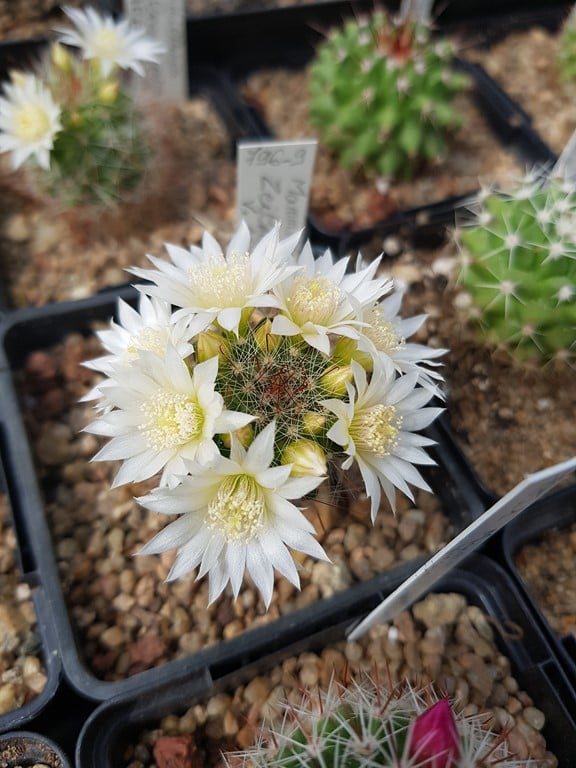 Mammillaria zeilmanniana v. albiflora