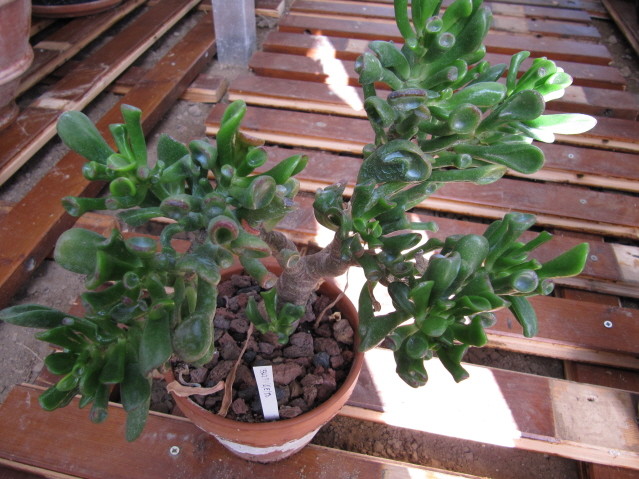 réf:1531 Crassula Portulacea Monstruosa