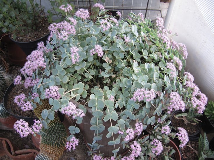 réf:1571-1  photo prise le 25-10-2018