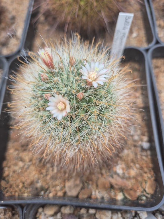 Mammillaria gilensis ML304