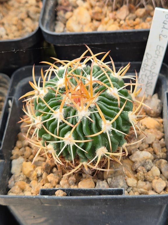 Echinofossulocactus Ochotereanus