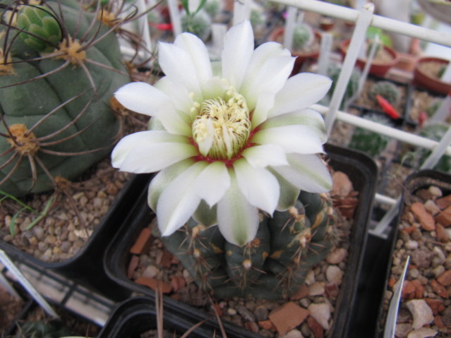 Gymnocalycium Leptanthum 