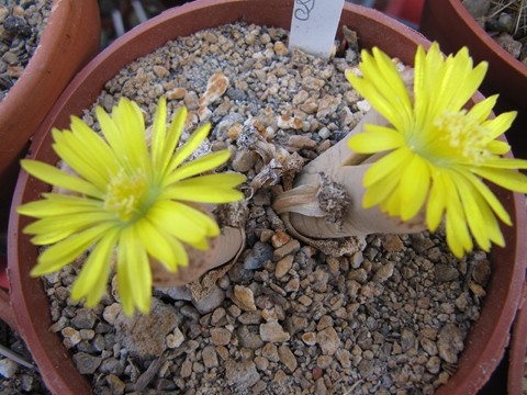 réf:28  Lithops Dinteri ssp, Frederici C180