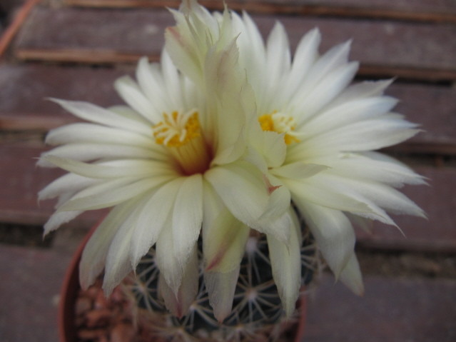 Coryphantha compacta 