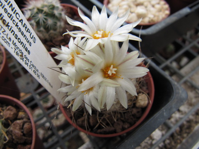 Turbinicarpus schmiedickeanus ssp dickinsoniae