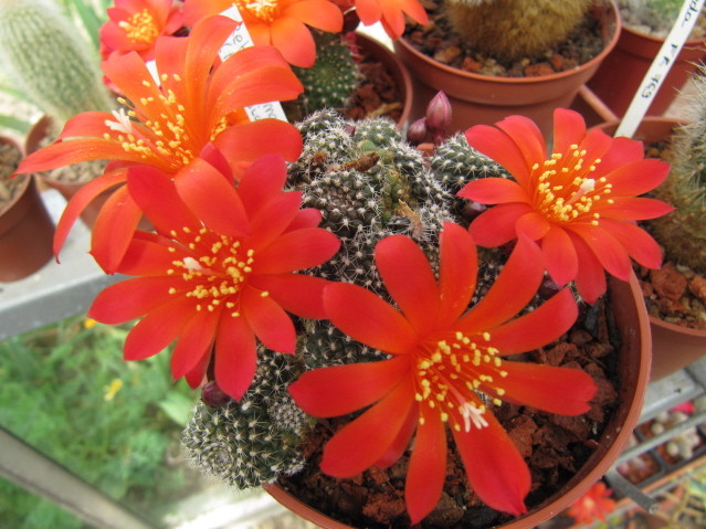 Rebutia Marsoneri 