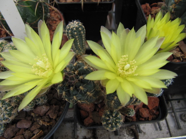 Gymnocalycium andreae 